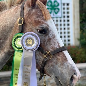 Meet your Posher, Averi